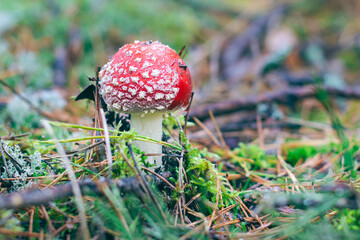 Young Amanita Muscaria, Known as the Fly Agaric or Fly Amanita: Healing and Medicinal Mushroom with Red Cap Growing in Forest. Can Be Used for Micro Dosing, Spiritual Practices and Shaman Rituals