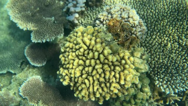 Marine life in healthy corals