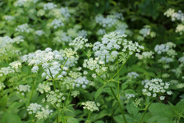 Aegopodium podagraria grows as a weed in nature