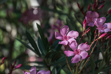 fiori di oleandro