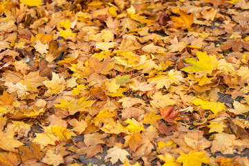 fallen yellow leaves, beautiful warm autumn