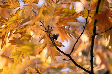 an acorn among fabulous autumn leaves