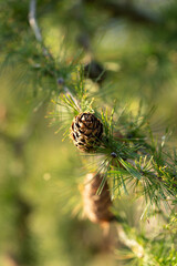 A bright coniferous branch with cones