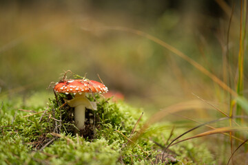 A beautiful but dangerous red fly agaric