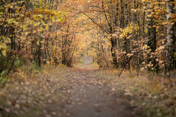 scenic road in the middle of the forest
