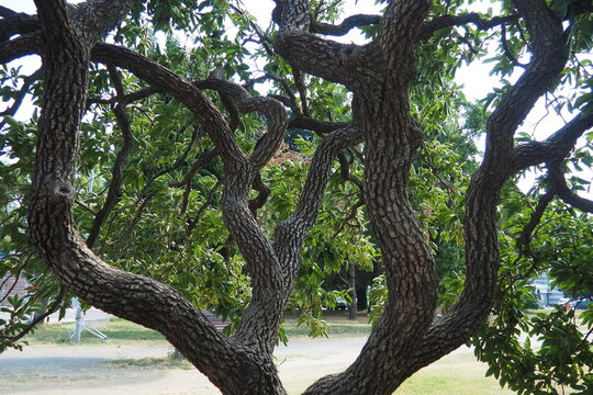 The persimmon is the edible fruit of a number of species of trees in the genus Diospyros. The most widely cultivated of these is the kaki persimmon, Diospyros kaki, family Ebenaceae. Fruit on a branch