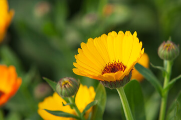 Pot marigold in closeup