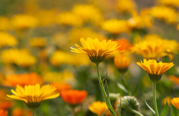 Pot marigold in blurry background