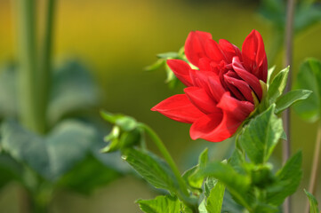 Red tulip, Red flower