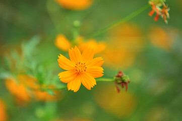 orange flower in the garden