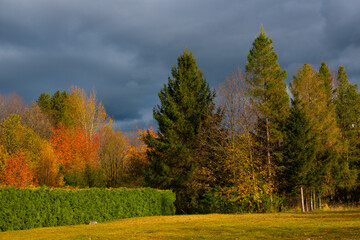 Beautiful autumn landscape with red and yellow trees. Colorful foliage in the park