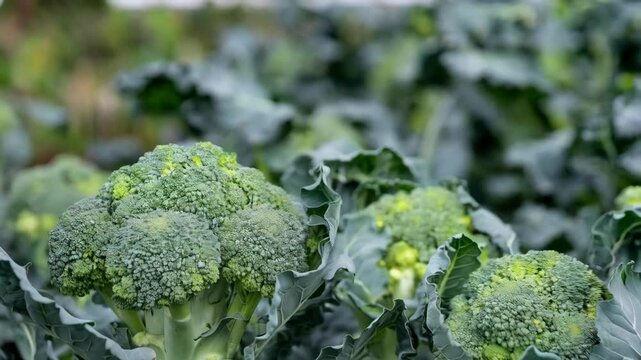 Close-up of fresh broccoli growing in a field, showcasing its vibrant green color and texture.