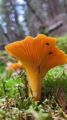 orange cap boletus, mushroom chanterelle 