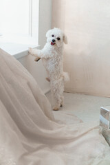 Playful White Maltese Puppy Standing Next to Draped Fabric