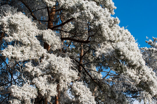 Beautiful winter. Frost that covered every branch of the tree. Khmelnitsky region, Ukraine.