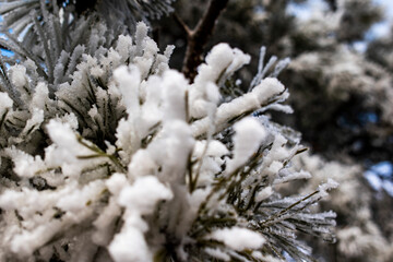 Beautiful winter. Frost that covered every branch of the tree. Khmelnitsky region, Ukraine.