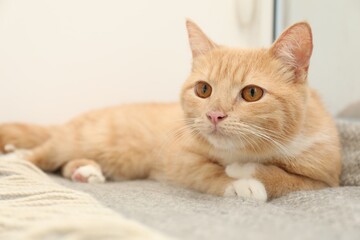 Cute ginger cat lying on blanket at home