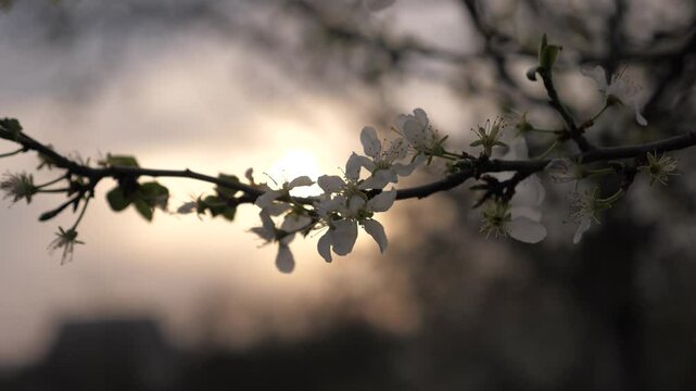 blossoming spring tree at sunset. spring flowering trees in sunlight glare. white flower silhouette. Opening inspirational spring travel sightseeing. ultra wild shrub famous against calm wedding blue.