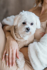 Adorable White Maltese Puppy Snuggled in Sweater on Woman's Lap