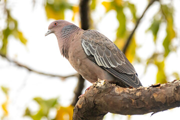 Wild dove known as 