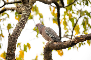 Wild dove known as 