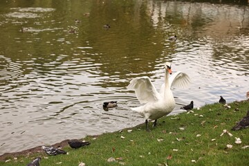 Beautiful white swan and other birds near river outdoors