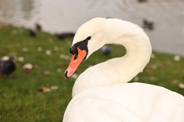 Beautiful white swan on green grass outdoors, closeup