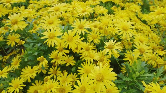 Close up of beautiful flower bed filled with yellow and golden daisy bush. Euryops pectinatus plant with many flowers blossoming in autumn. Background with strong vibrant color
