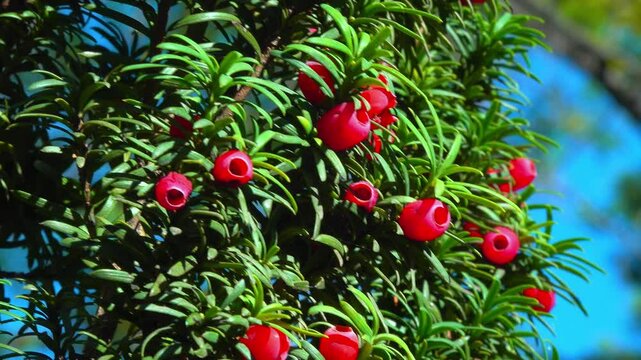 European yew Taxus baccata - poisonous red berries on an ornamental yew shrub in autumn in a park, Ukraine