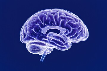 Illustration of a human brain on a blue background, showcasing intricate details and neural connections.