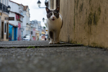 A black and white cat walking on the street in Pelourinho. Homeless animal.
