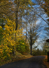 Eine alte Buche bei Ruhla, im Herbst 2024.