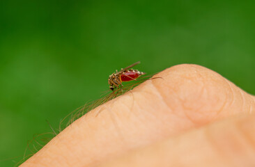 An insect with a red belly on its arm. The bite of a malarial mosquito.Symptoms of malaria. Viral fevers.A mosquito with blood on his hand.