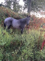 Horse looking at camera