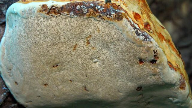 Tinder fungus - Fomes fomentarius,  tinder fungus on oak tree stump in garden