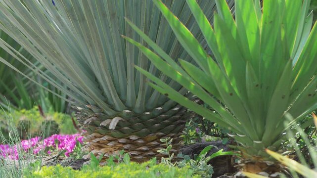 Detail of garden with Yucca plants