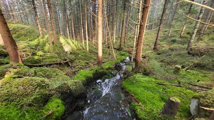 river in the forest, landscape 