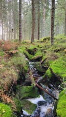 stream in the forest, landscape 
