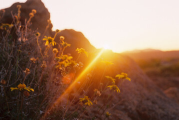 Out of focus flowers with sunburst and mountains