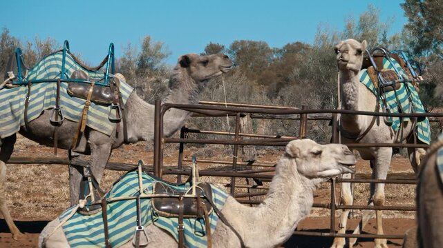 camel's tail wagging while sitting on a sunny day