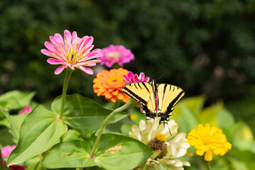 Butterfly fluttering around flowers during the day
