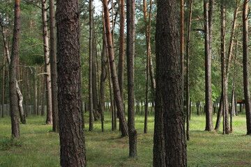 trees in the forest