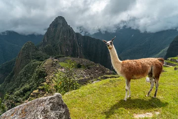 Llama in Machu Picchu