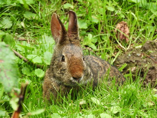 Rabbit in Papallacta 