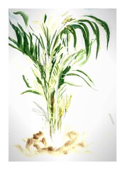Indoor palm tree