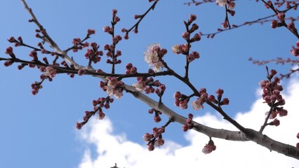 blossom trees spring garden. pink flower tree sky. Flutter meditation dandelion dance fluttering calm timelapse style. pattern motion viewing springtime scatter vivid botany fresh botanical yellow fly