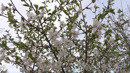 flowering spring tree. spring flowering trees. White flower. 4k stem close branch petals life apple floral chroma ecology blossom. bright colourful motion closeup moving natural seeding outdoor quad.