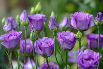 Blooms in North America from May to September great for cutting and drought tolerant