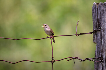 Northern House Wren Troglodytes aedon perched on a wire fence singing