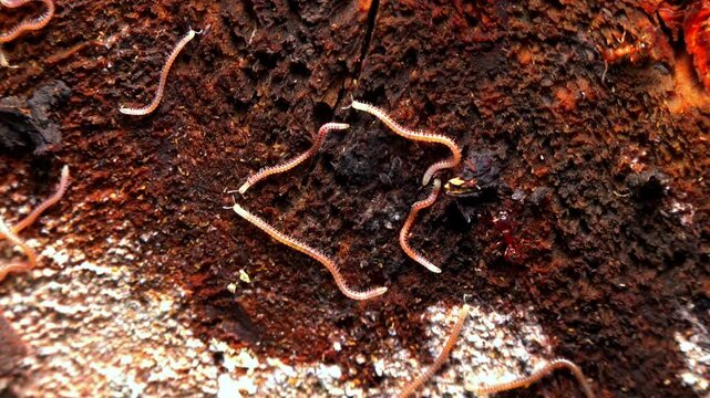 Blaniulus  guttulatus - Millipedes on an old oak tree stump in the garden, Ukraine